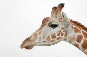 Giraff